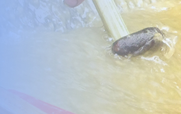  生物滤水酶
